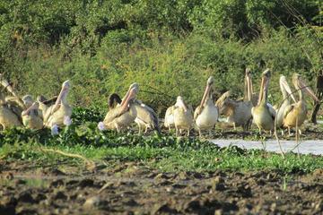 Village Birdwatching Oxcart Riding