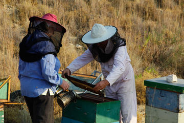 KALAMATA BEES AND HONEY DAY AT THE FARM WITH LUNCH