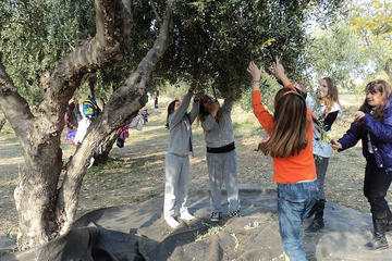 OLIVES AND VIRGIN OLIVE OIL DAY IN KALAMATA WITH LUNCH IN OUR FARM