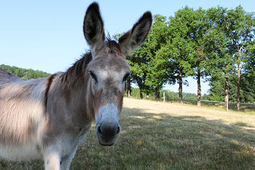 Private Day Trip: Land of Golden Stones Walking Tour with Donkey Companion