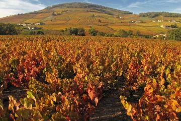 Private Tour: Cycling the Beaujolais with Wine Tasting from Lyon