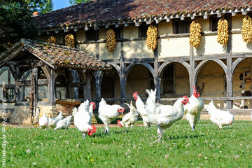 Private Tour: Gourmet Lyon with Wine Tasting