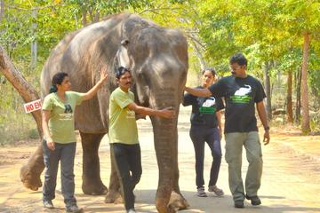 Visit Asia Largest Bear Rescue Center and Elephant Rescue Center with Akbars tomb