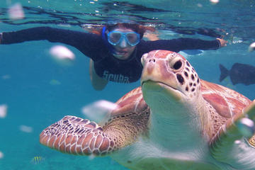 Snorkeling at Tortugas Reef and Chikinha Cenote