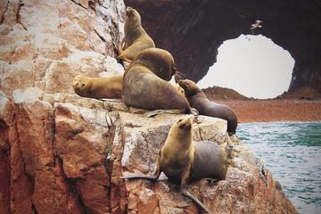 Full-Day Ballestas Islands and Paracas National Reserve Tour from Paracas