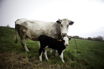 Genuine Azorean Milking Cows and Farm Experience