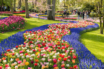 Day Trip to Keukenhof Tulip Gardens with a Spanish-Speaking Guide from Amsterdam