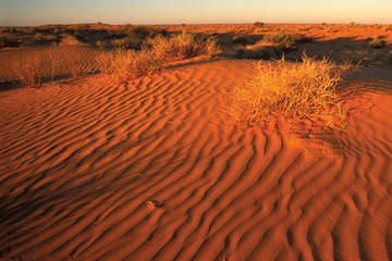 11-Day Simpson Desert 4WD Expedition from Adelaide to Alice Springs