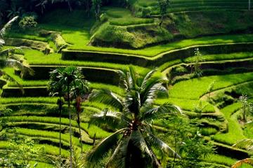 Shared Kintamani Barong Performance and Tegalalang Rice Field