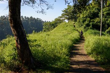 Stroll Through Rice Terraces in Ubud