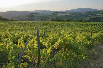 Tuscany Countryside - Val d'Orcia Area: Private Full-Day Tour from Rome