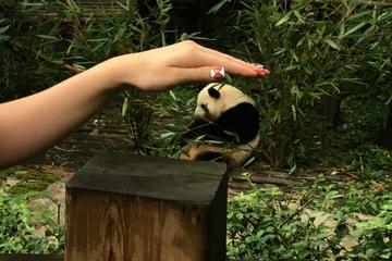 All-Inclusive: Customizable Giant Panda Private Day Trip in Chengdu