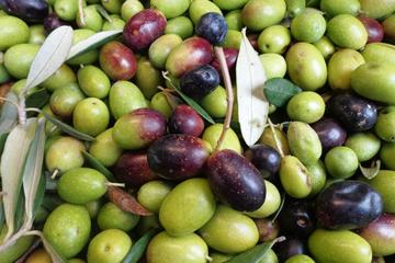 Puglia Countryside Tour with Oil Mill Visit and Extra Virgin Olive Oil Tasting