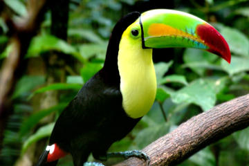 Belize Zoo Tour from San Ignacio