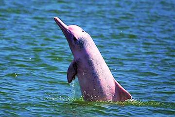 Pink Dolphin Encounter & Snorkelling Tour