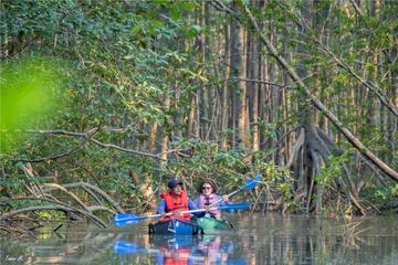 Mangrove Kayak Exploration Tour from Puerto Jimenez
