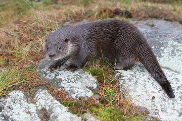 Autumn Visit to Ranua Arctic Zoo from Rovaniemi including Buffet Lunch