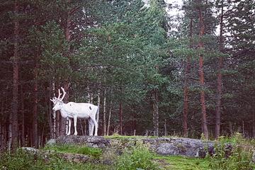 Autumn Visit to Santa Claus Village and Husky Farm from Rovaniemi