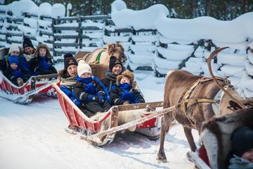 Lapland Along the Reindeer Path: 1-Hour Reindeer Safari from Rovaniemi