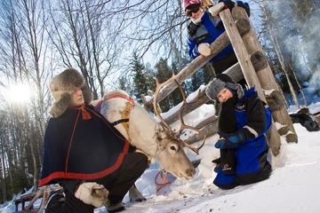 Lapland Snowmobile Safari To Reindeer Farm from Rovaniemi