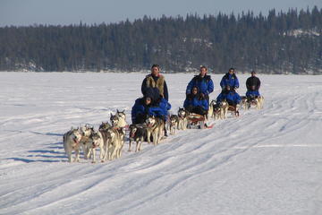 Lapland Thrill of Speed: Husky Safari from Rovaniemi