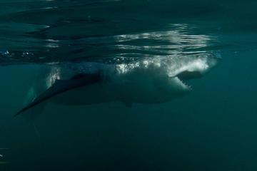 Gansbaai Shark Cage Diving