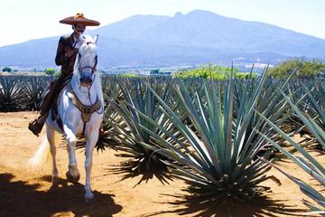 Full-Day Toriles and Tequila from Puerto Vallarta with Tequila Tasting