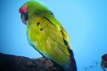 Macaw Sanctuary and Vallarta Botanical Garden Tour
