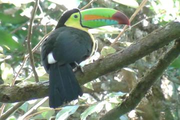 Private Monteverde Cloud Forest Walk