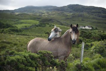 2-Day Connemara and Galway Bay Tour from Dublin by Train