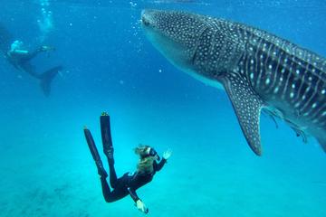 2-Day Freediving Course in Cebu