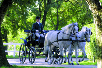 Private tour to Skocjan caves and Lipica stud farm