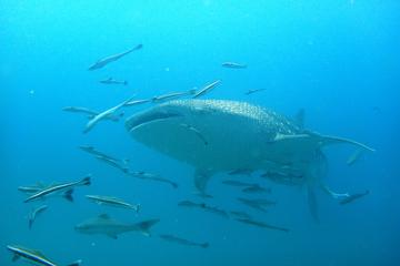 3-Day PADI Open Water Diver Course in Kota Kinabalu