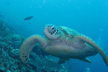 Tunku Abdul Rahman Marine Park PADI Discover Scuba Diving with Two Reef Dives