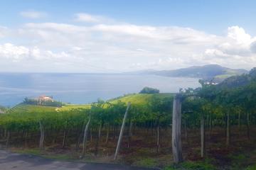 Txakoli Winery Tour through the Coast from San Sebastian
