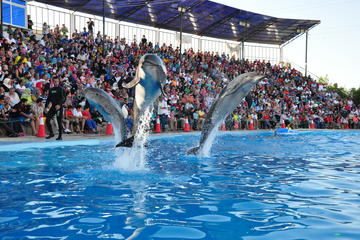 Dolphin Show in Sharm el Sheikh