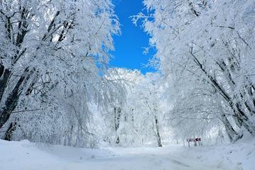 Private day trip to Tbilisi National park - Sabaduri forest
