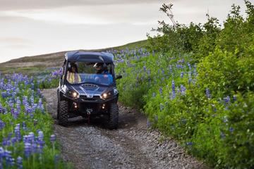 BUGGY VINEYARDS TOUR