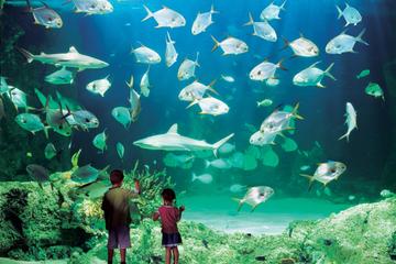 Sydney Pass: SEA LIFE Aquarium, Sydney Tower Eye, WILD LIFE Sydney, Sydney Harbour Cruise, and Madame Tussauds