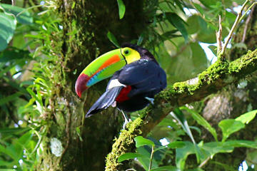 Birdwatching Tour at Mistico Arenal Hanging Bridges Park