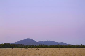 Sunset Koalas and Kangaroos Tour in the Wild from Melbourne