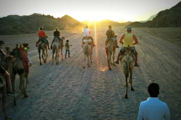5-Hour Bedouin Camp Desert Safari Small-Group Tour from Sharm El-Sheikh