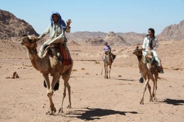 Camel Riding Adventure from Sharm El Sheikh
