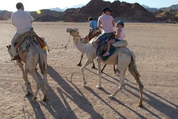 Camel Riding Private Tour from Sharm El Sheikh