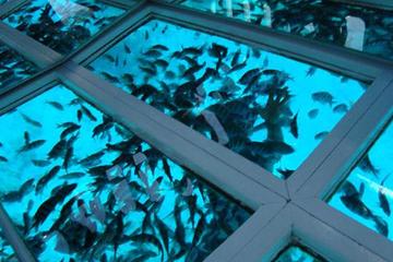 Glass Bottom Boat tour From Sharm El Sheikh