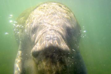 Day Trip Homosassa Swim with the Manatees near Homosassa Springs, Florida 