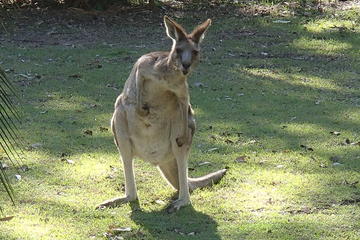 Zootastic Experience at Hartley's Crocodile Adventure from Cairns or Palm Cove
