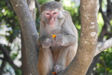 Half-Day Hiking Tour at Kam Shan Country Park in Hong Kong