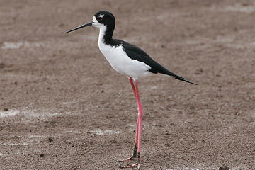 Coastal Birding Adventure