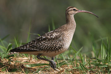North Shore Birding Adventure